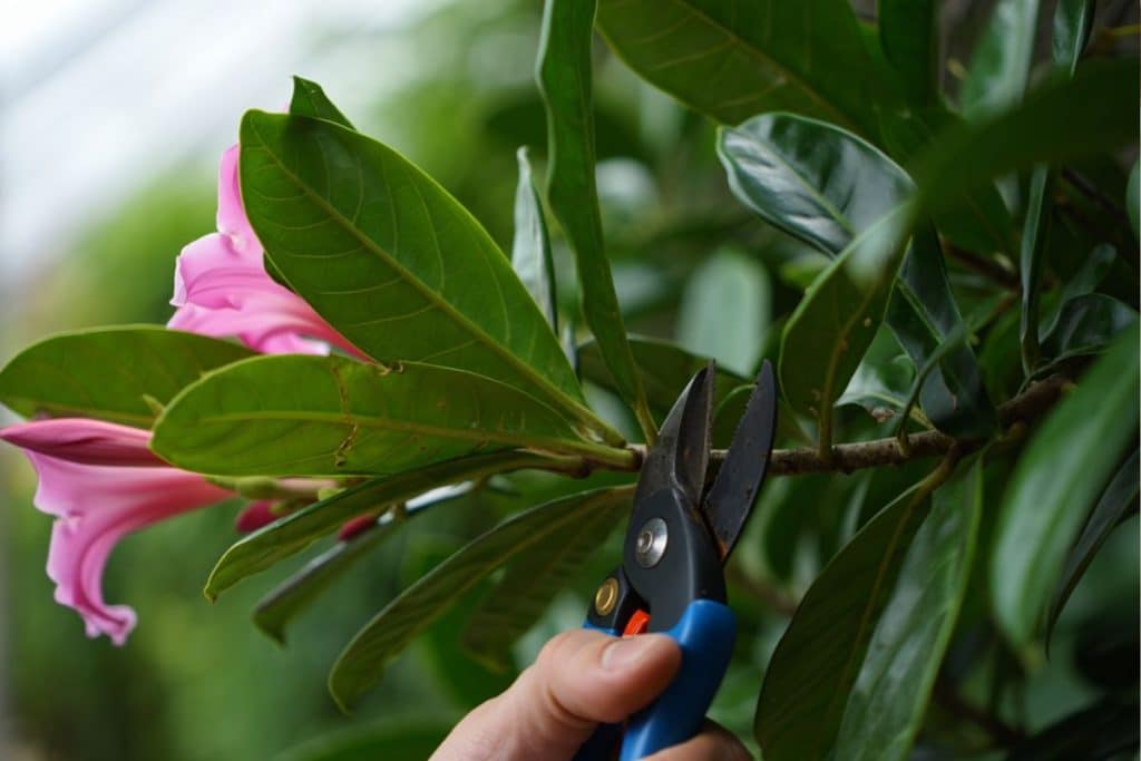 Taille du dipladénia : le guide complet pour une floraison spectaculaire