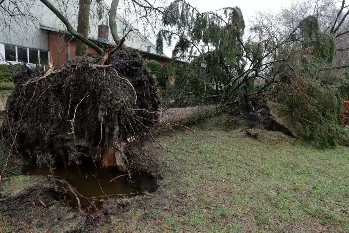 Chute d’un arbre chez le voisin : dégâts et assurance responsabilité civile